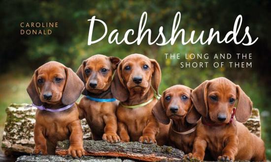 Crafts, Hobbies & Home |   Dachshunds: The Long And The Short Of Them Crafts, Hobbies & Home Crafts, Hobbies & Home